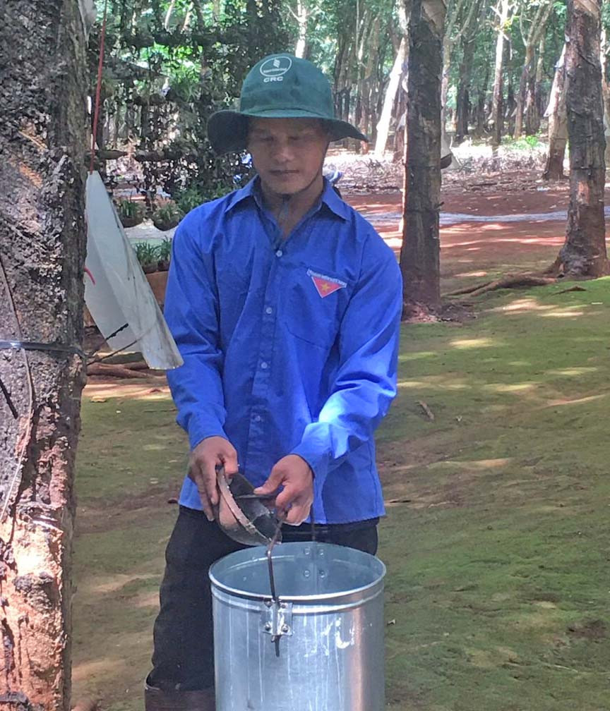 Người lao động của Nông trường đang thu hoạch mủ. Ảnh: Nguyễn Hồng