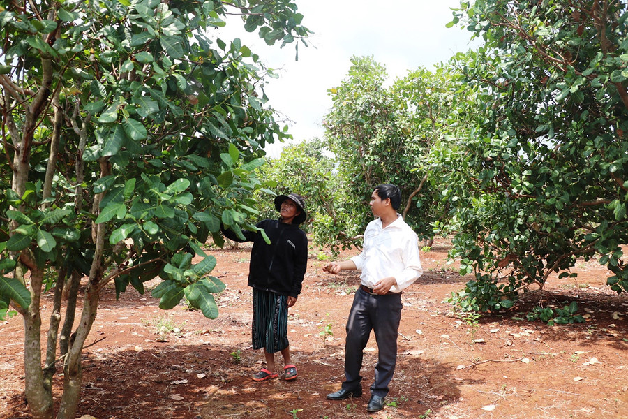 Tuyên truyền vận động, hướng dẫn kỹ thuật trồng trọt, chăn nuôi để người dân thay đổi nếp nghĩ, cách làm được xem là giải pháp có hiệu quả trong quá trình giảm nghèo của huyện. Ảnh: Anh Huy