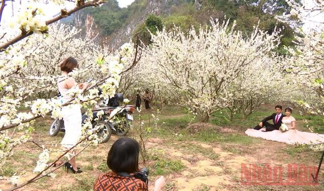 Một số bạn trẻ sắp cưới tranh thủ thời điểm hoa mận khoe sắc để lưu giữ những kỷ niệm đẹp đầu xuân. 