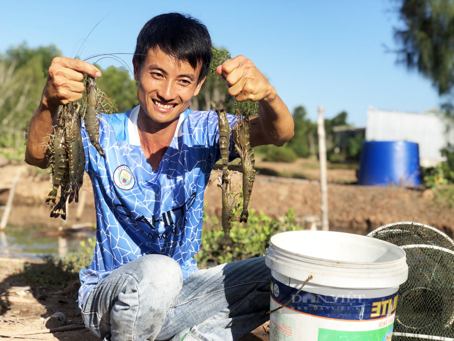 Theo anh Dương, tôm sú nuôi dưới tán rừng có chất lượng thịt vượt trội, tốt cho sức khỏe người tiêu dùng. Ảnh: M.A