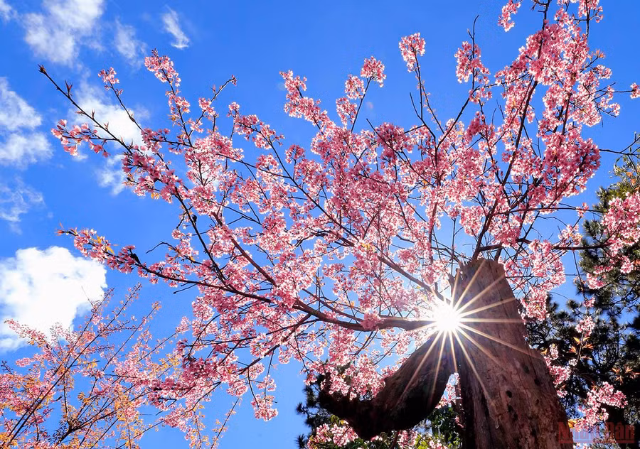 Nắng mới. Nắng mới.