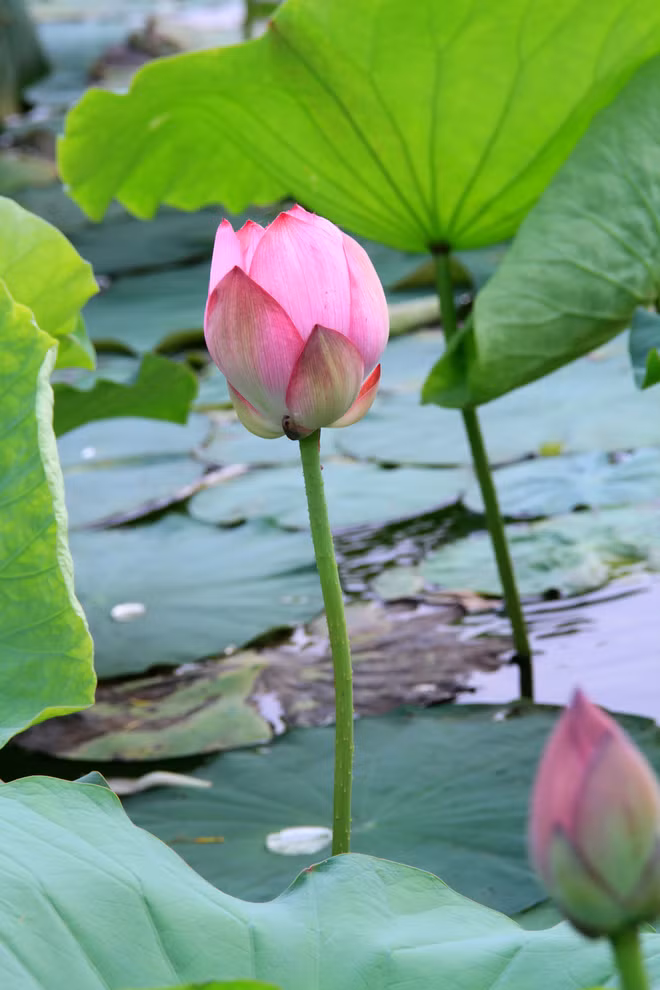 Cùng giống sen hồng, sen Hồ Tây đã đi vào đời sống người Hà thành. Tháng 3, tháng 4 trong nhà phải có một bình hoa loa kèn, để rồi sang tháng 5, tháng 6 phải đặt một bình sen, mà nếu là sen Hồ Tây mới được chuộng.