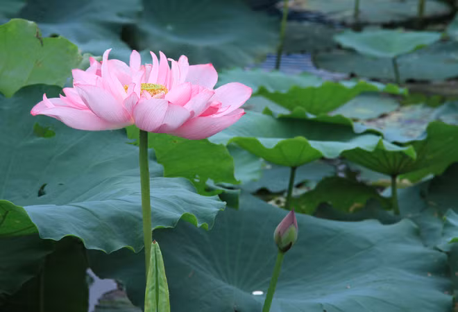 Sen Hồ Tây là một giống sen bắt nguồn của đầm Trị, cạnh phủ Tây Hồ, hiện nay được nhân giống trồng nhiều vùng miền ở miền Bắc.