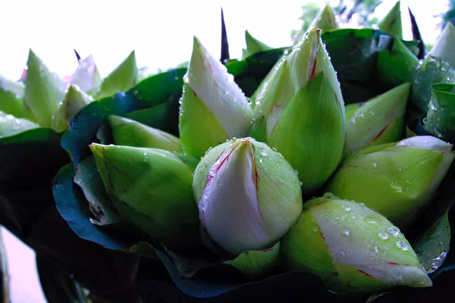 Như sen hồng, sen trắng tinh khôi, bình dị cũng phổ biến trong đời sống người Việt. Hoa sen trắng, biểu tượng của Phật giáo Việt Nam: Sống đời đức hạnh thanh cao/ Như hoa sen trắng đẹp màu yêu thương.