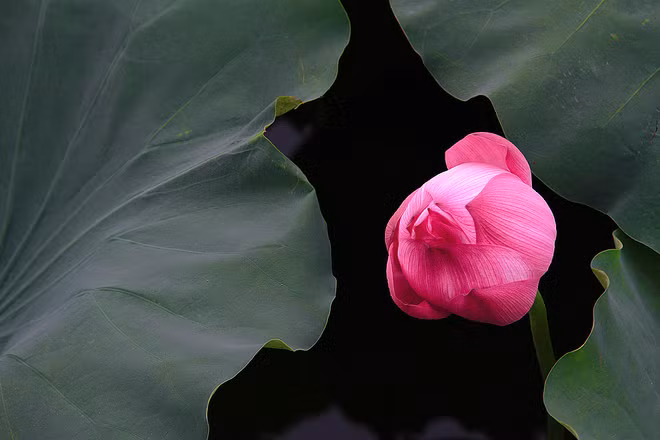 Sen tàn cúc lại nở hoa/ Sầu dài ngày ngắn đông đà sang xuân (Truyện Kiều, Nguyễn Du). Ở Việt Nam, sen được xếp vào bộ tứ quý (4 mùa) gồm lan, sen, cúc, mai.