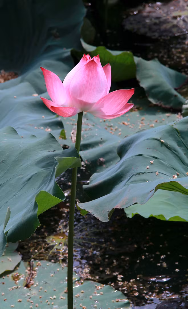 Miền Bắc sen nở vào mùa hạ, còn vùng Đồng Tháp Mười hoa khoe sắc quanh năm. Mỗi người dân Việt Nam đều thuộc lòng câu thơ của Bảo Định Giang: Tháp Mười đẹp nhất bông sen/ Việt Nam đẹp nhất có tên Bác Hồ.