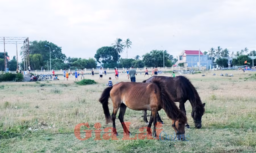  Hai chú ngựa nhởn nhơ gặm cỏ ngay trước An Khê đình gợi nhớ một thời kỳ giao thương tấp nập mà phương tiện vận chuyển chủ yếu chỉ dùng sức ngựa. Ảnh: Hoàng Ngọc