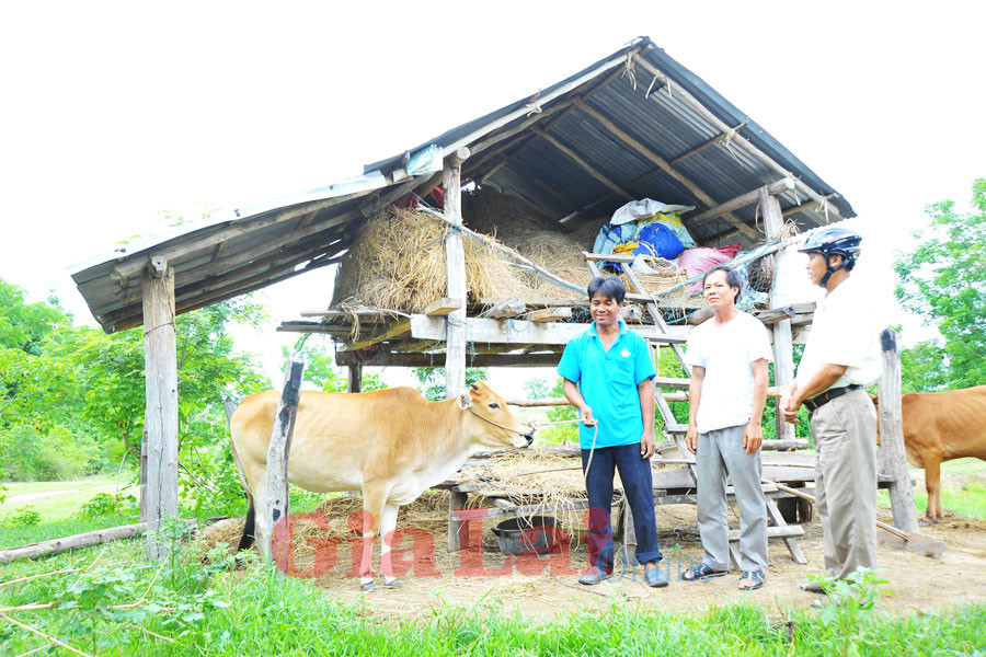  Anh Ksor Nưh vui mừng được cán bộ xã hướng dẫn cách chăm sóc bò trong thời kỳ sinh sản. Ảnh: Nguyễn Giác