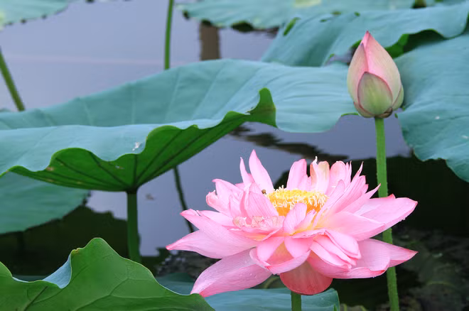  Loài sen này nhiều cánh, lâu tàn, hương thơm lâu hơn sen ta và có màu hồng phớt.