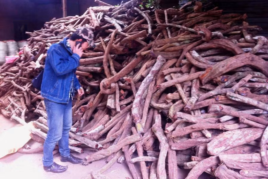 Cây máu chó được chất thành đống lớn tại điểm thu mua nhà bà Loan. Ảnh: Hoàng Thanh Cây máu chó được chất thành đống lớn tại điểm thu mua nhà bà Loan. Ảnh: Hoàng Thanh