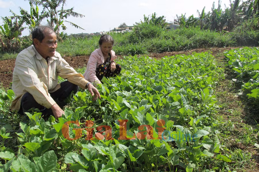  Thu nhập chính của gia đình ông Tuấn là từ vườn cà tím. Ảnh: Phan Lài 
