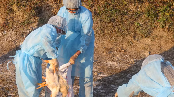 Bắt vịt vào bao để tiêu hủy. Bắt vịt vào bao để tiêu hủy.