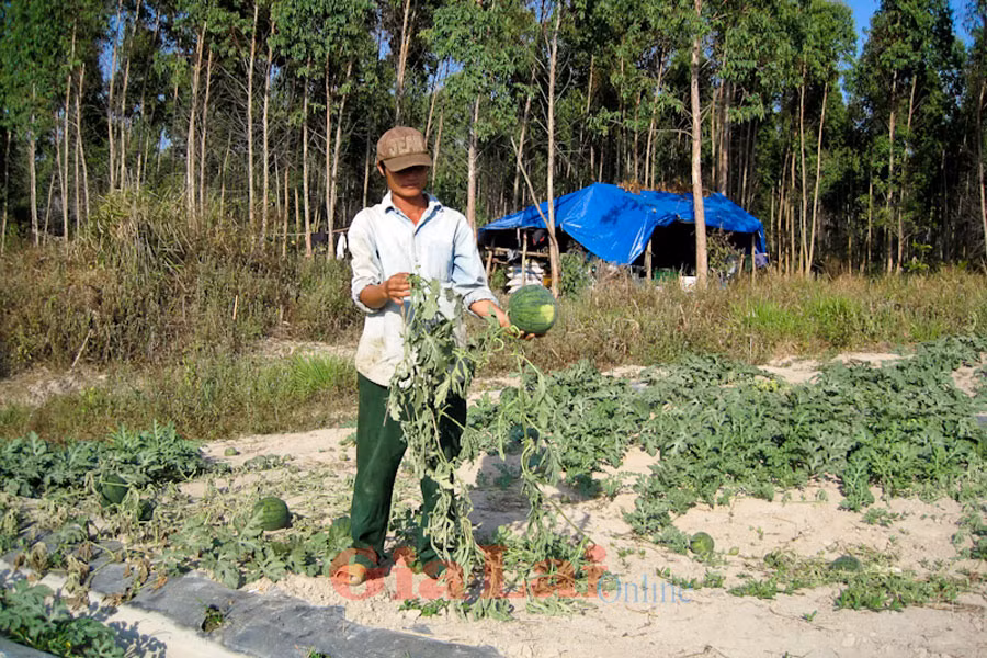 Anh Nam xót xa khi phải nhổ bỏ những gốc dưa hấu bị bệnh chết dây. Ảnh: Hồng Thi