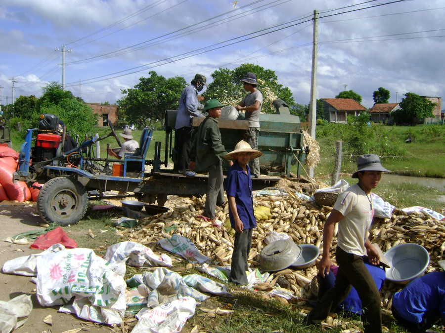 Người dân xã Ia Rsai thu hoạch bắp. Ảnh: N.S