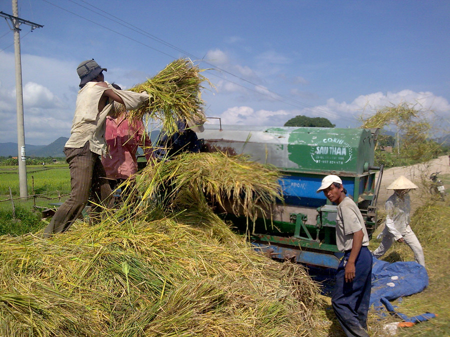 Người dân xã Ia Rsai thu hoạch lúa. Ảnh: N.S