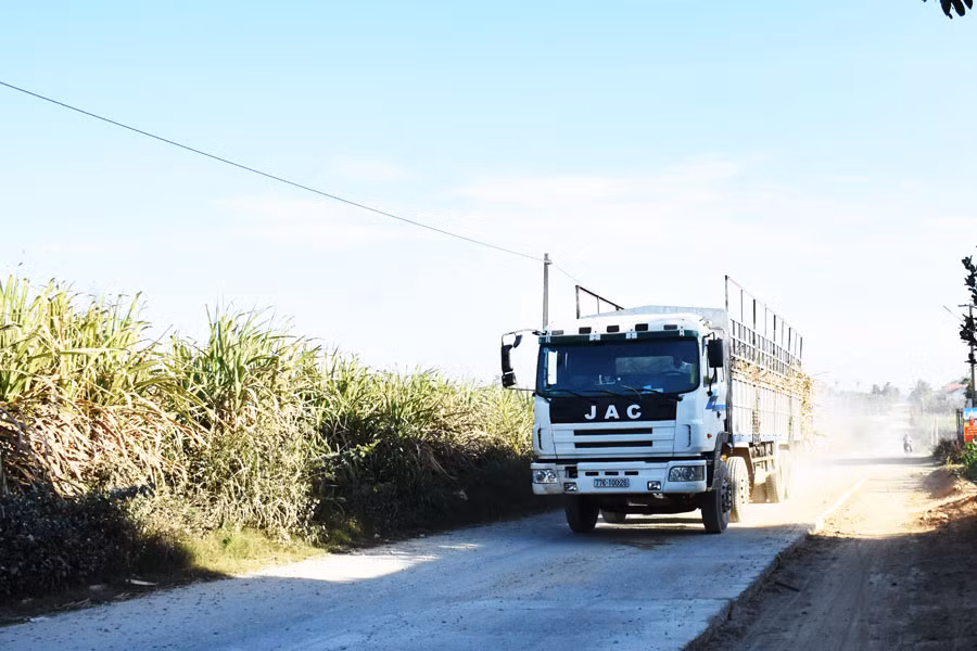 Mía là một trong những cây trồng chủ lực