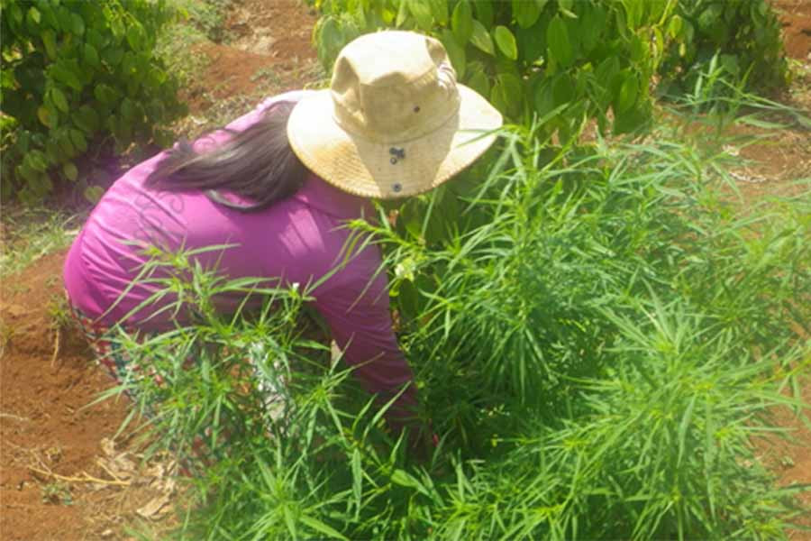  Bà Nguyễn Thị Kim Loan phối hợp với công an huyện Đak Đoa nhổ cây cần sa. Ảnh: Ngọc Định