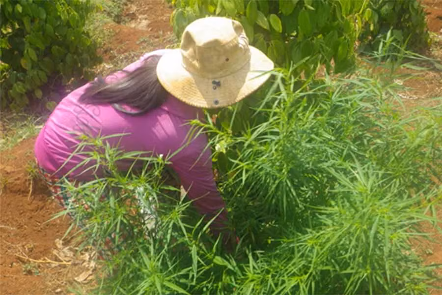  Bà Nguyễn Thị Kim Loan phối hợp với công an huyện Đak Đoa nhổ cây cần sa. Ảnh: Ngọc Định