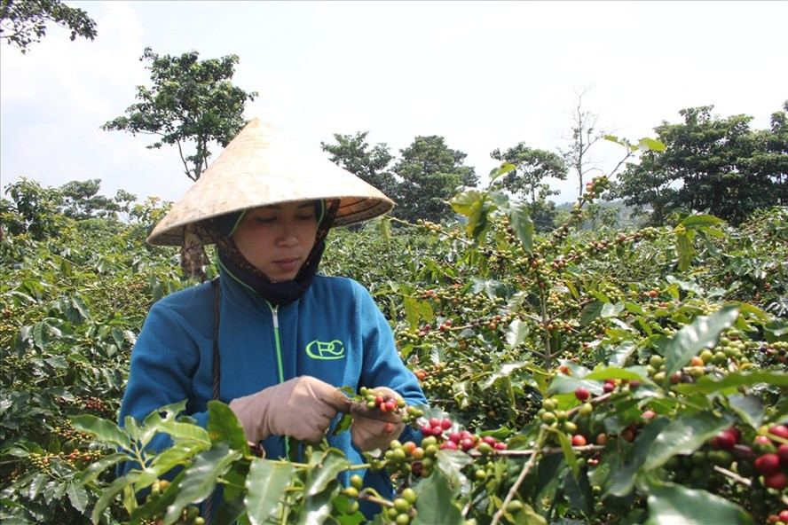 Càphê Khe Sanh mùa thu hoạch. Càphê Khe Sanh mùa thu hoạch.