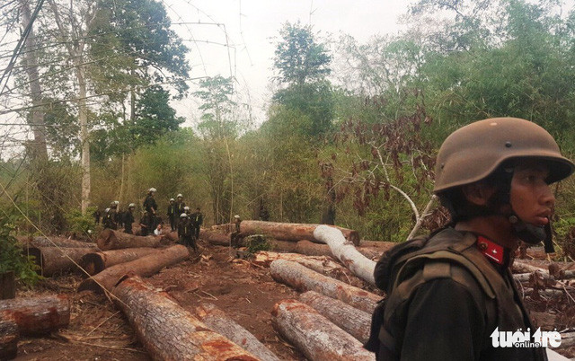 Phượng 'râu bị chặn bắt tại cửa rừng rạng sáng 27-4