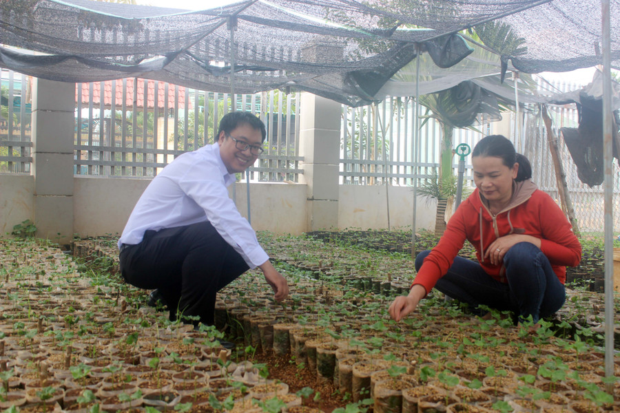Giống cà phê để trồng tái canh được nông dân tự tay ươm trồng tại nhà. Ảnh: S.C Giống cà phê để trồng tái canh được nông dân tự tay ươm trồng tại nhà. Ảnh: S.C