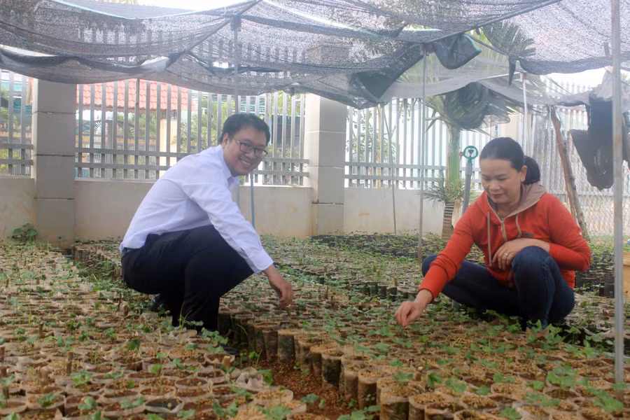 Giống cà phê để trồng tái canh được nông dân tự tay ươm trồng tại nhà. Ảnh: S.C
