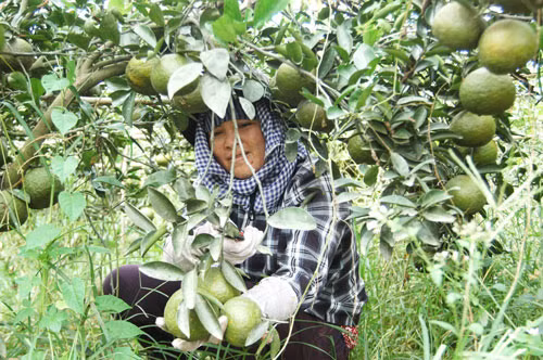 Ảnh minh họa Ảnh minh họa