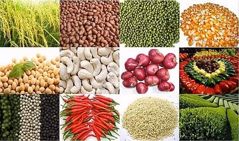  Xuất khẩu nông sản còn nhiều rào cản. (Ảnh minh họa: KT)