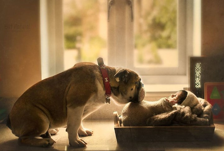 Chồng tôi muốn nuôi một thú cưng khác để con gái chúng tôi không cảm thấy cô đơn nhưng tôi cảm thấy mình không thể yêu một con thú cưng nào khác như tôi từng yêu Mustang. 