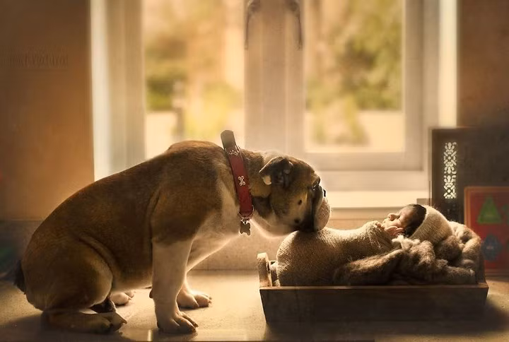 Chồng tôi muốn nuôi một thú cưng khác để con gái chúng tôi không cảm thấy cô đơn nhưng tôi cảm thấy mình không thể yêu một con thú cưng nào khác như tôi từng yêu Mustang. 