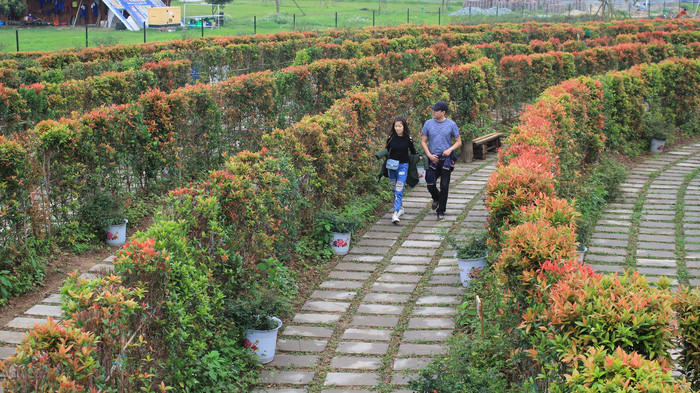 Những con đường hoa hồng lộc dẫn đến khu trung tâm