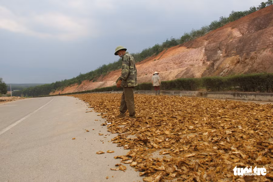  Người dân phơi cây lông cu li trên đường