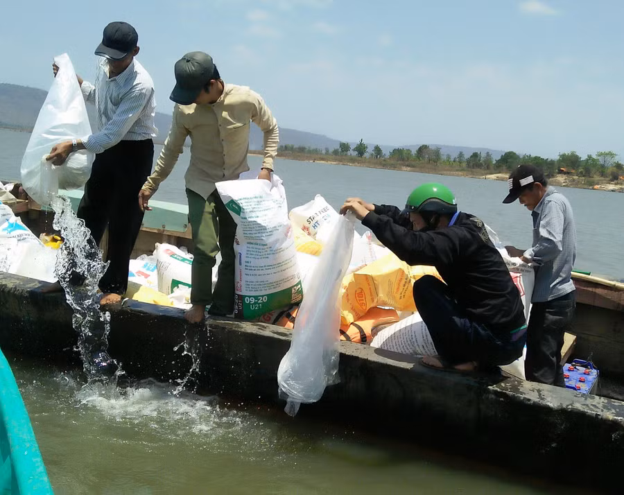 Tiến hành thả cá. Ảnh: Dung Cao