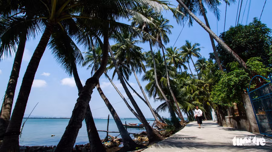 Con đường rợp bóng dừa trên đảo rất thích hợp để "sống ảo" Con đường rợp bóng dừa trên đảo rất thích hợp để