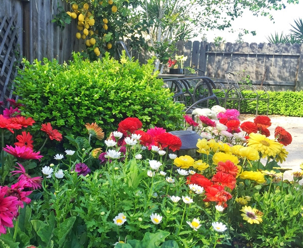 Hiện vườn nhà chị Jacqueline có khoảng 2000 khóm hoa được trồng từ củ gồm tulip, lily tulip, parrot tulip, peony tulip, hoa tiên ông, thủy tiên vàng, hoa crocus, hoa anemone, hoa hồng mao lương... Hiện vườn nhà chị Jacqueline có khoảng 2000 khóm hoa được trồng từ củ gồm tulip, lily tulip, parrot tulip, peony tulip, hoa tiên ông, thủy tiên vàng, hoa crocus, hoa anemone, hoa hồng mao lương...