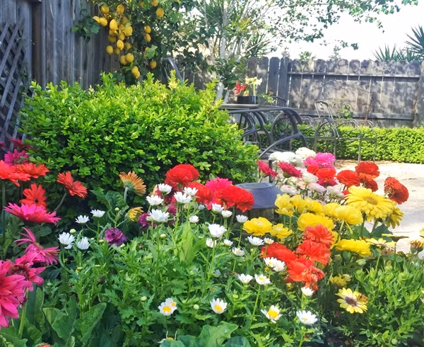 Hiện vườn nhà chị Jacqueline có khoảng 2000 khóm hoa được trồng từ củ gồm tulip, lily tulip, parrot tulip, peony tulip, hoa tiên ông, thủy tiên vàng, hoa crocus, hoa anemone, hoa hồng mao lương...