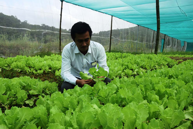 Nguyễn Quốc Sơn đang kiểm tra chất lượng rau.