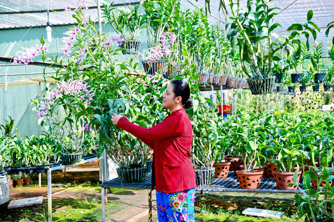  Chỉ với 1.000 m2 đất trồng hoa lan, chị Nguyễn Thị Thúy Thẩm (30 tuổi, ngụ KV Thới Thuận, P.Thới An Đông, Q.Bình Thủy, TP.Cần Thơ) thu lời khoảng 70 triệu đồng/năm.