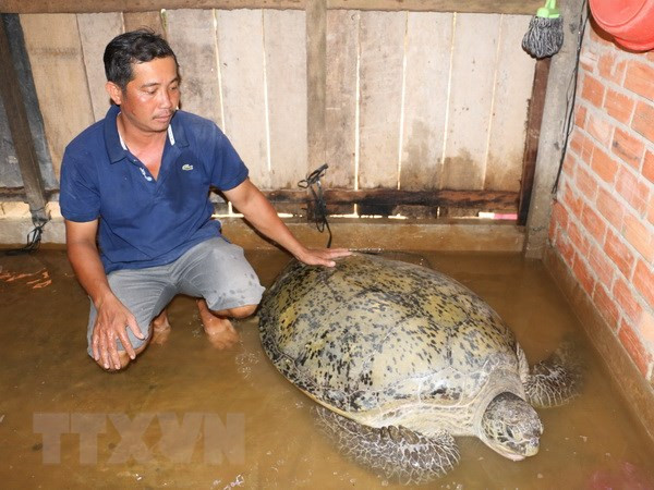 Con vích do anh Toản bắt được. (Ảnh: Huỳnh Phúc Hậu/TTXVN)