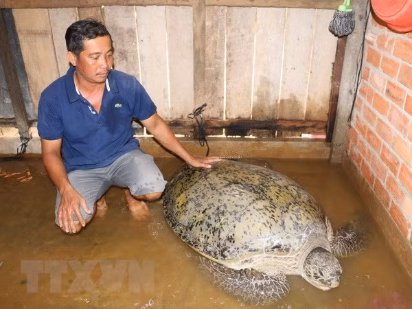 Con vích do anh Toản bắt được. (Ảnh: Huỳnh Phúc Hậu/TTXVN)