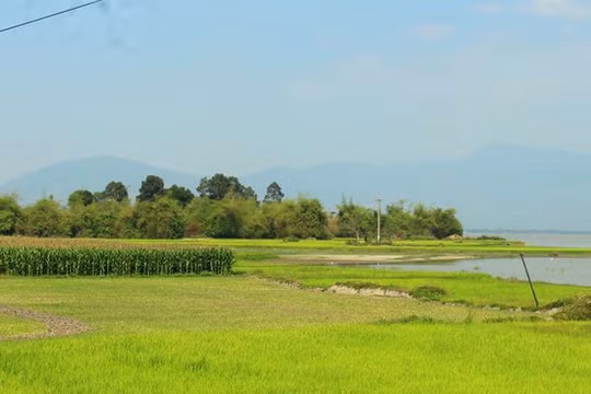  Khu rừng được hồ Lắk bao bọc.