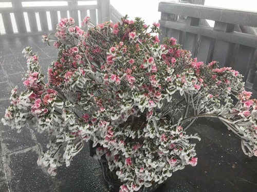 Tháng 4 cũng là mùa hoa đỗ quyên nở trên đỉnh Fansipan nên hiện tượng băng giá đã phủ trắng nhiều cây hoa cổ thụ. Dịp này, khu du lịch ở Fansipan tổ chức lễ hội hoa đỗ quyên. Theo ban tổ chức hiện tượng băng giá sẽ tạo nên điểm nhấn thú vị trong những ngày diễn ra lễ hội.