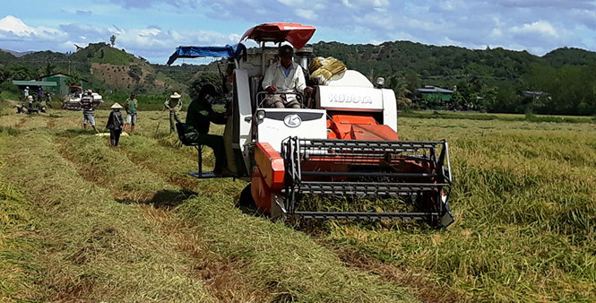 Thu hoạch nếp quýt.