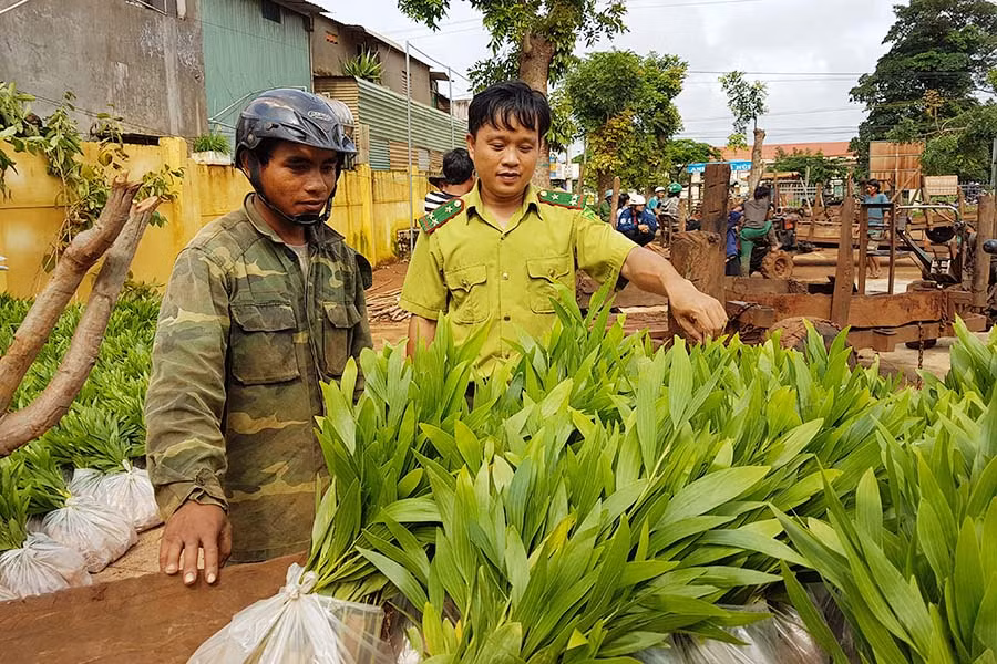 Ngành chức năng huyện cấp giống trồng rừng cho người dân năm 2017. Ảnh: L.T