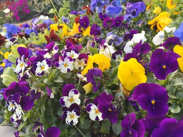 Trồng hoa từ nhỏ nên chị Jacqueline rất thạo việc chăm cây, chiết cành, bón phân, tưới nước... Sau này khi có điều kiện học thêm về hóa sinh, quy trình làm vườn của chị bài bản và chuyên nghiệp hơn.