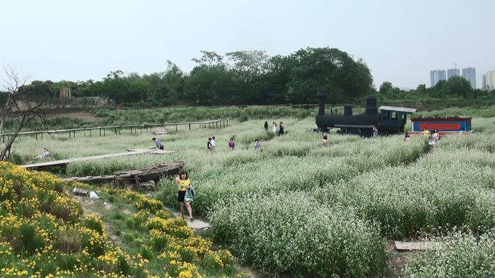  Thung lũng hoa tam giác mạch đua nở giữa lòng Hà Nội