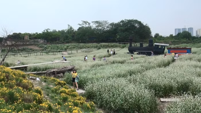  Thung lũng hoa tam giác mạch đua nở giữa lòng Hà Nội