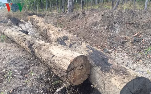 Gỗ nằm rải rác ở 2 bên QL14C, cạnh Đồn Biên phòng 747 nhưng không giống với chủng loại gỗ đã bị bắt giữ sáng 27/4 tại thị trấn Ea Tling, huyện Cư Jut, tỉnh Đắk Nông.