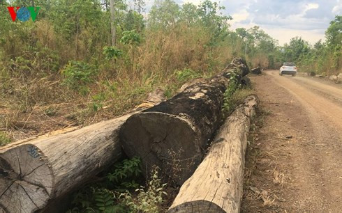  Gỗ trục vớt từ suối đã thanh lý, lập hồ sơ chờ vận chuyển.