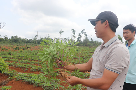 Từ cây giống chỉ bằng đầu đua, sau hơn 2 tháng cây đương quy trồng ở Kbang to gấp chục lần và bắt đầu tạo củ. Ảnh: N.M